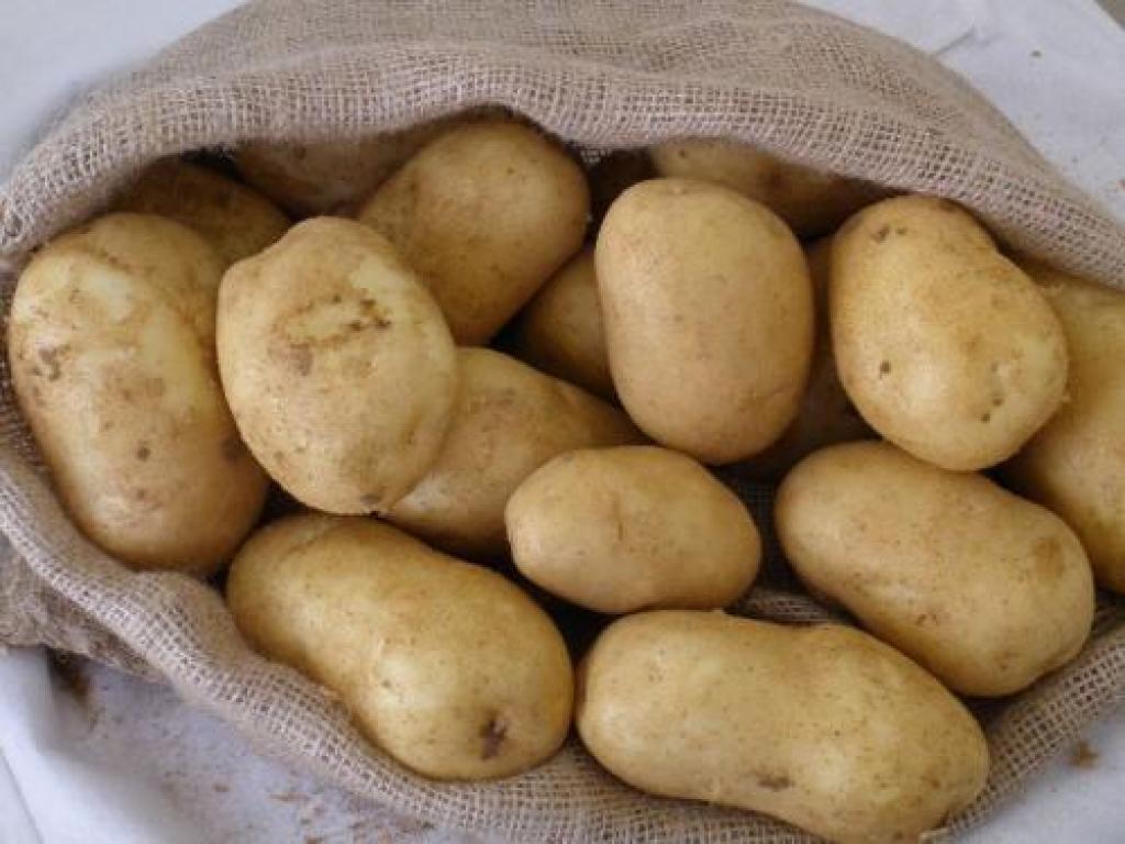 Включи про картошку. Загадка про картошку для детей. Картошка для детей. Загадка про картофель. Картошка малышка.