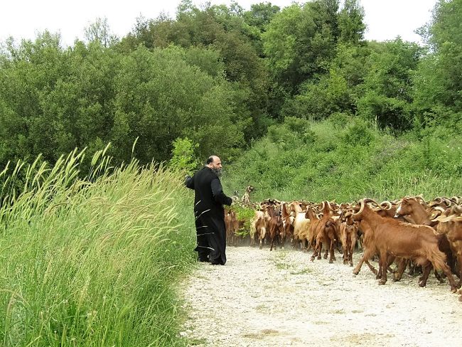 μονή βελλάς