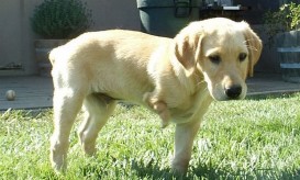 διδακτική ιστορία