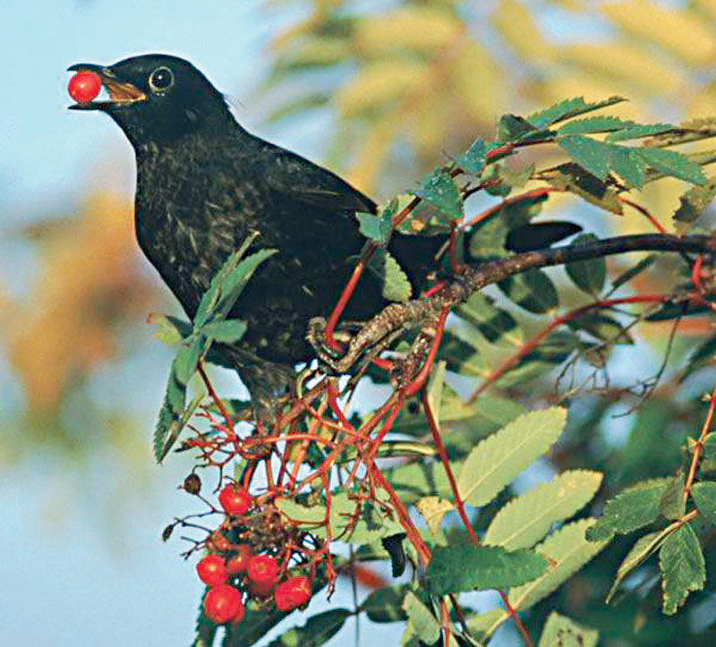 διδακτική ιστορία