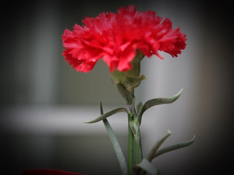 πρωτομαγιά